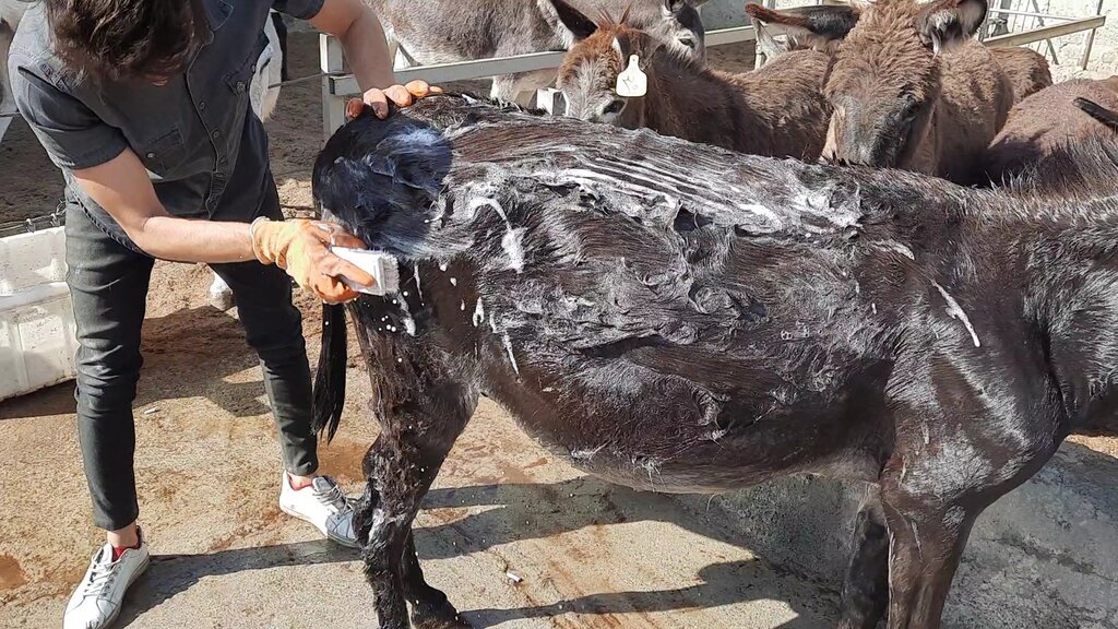 بازدید از «کارواش خر» در حاشیه تهران | شست و شو، قشو، سمگیری و مسواک در ٢٠ دقیقه!