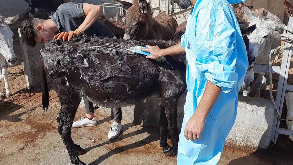 بازدید از «کارواش خر» در حاشیه تهران | شست و شو، قشو، سمگیری و مسواک در ٢٠ دقیقه!