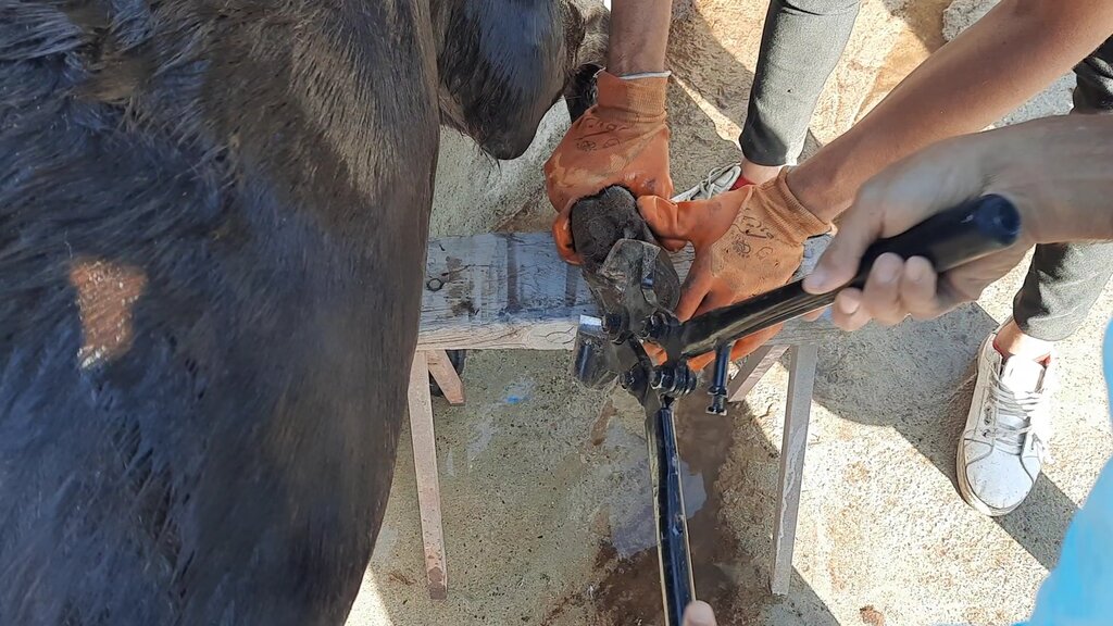 بازدید از «کارواش خر» در حاشیه تهران | شست و شو، قشو، سمگیری و مسواک در ٢٠ دقیقه!