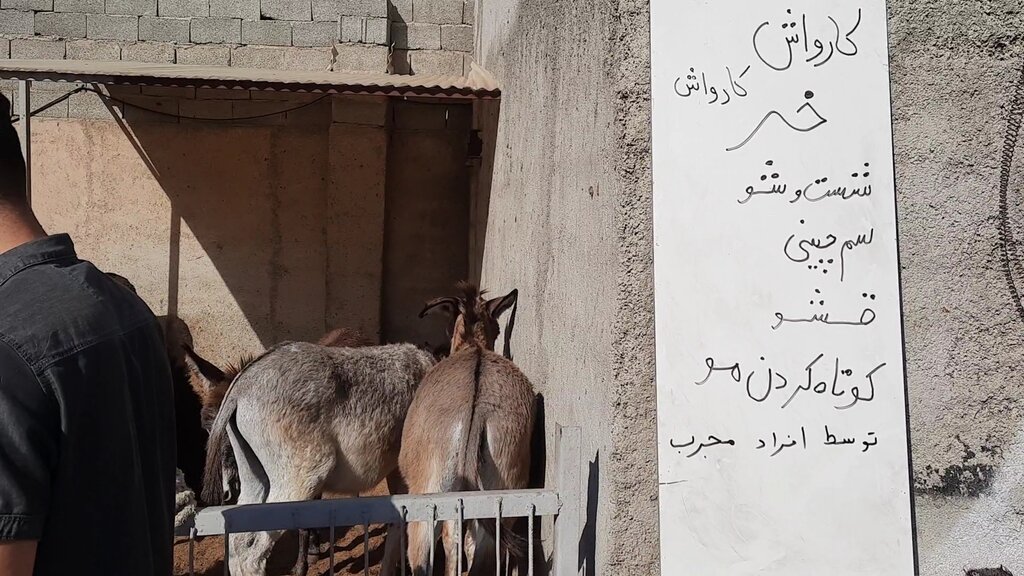 بازدید از «کارواش خر» در حاشیه تهران | شست و شو، قشو، سمگیری و مسواک در ٢٠ دقیقه!