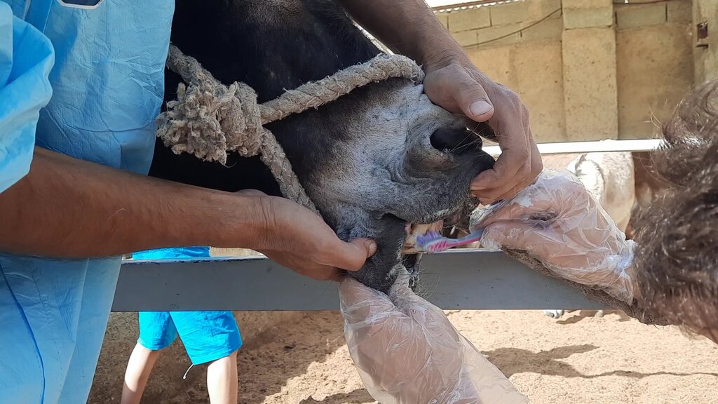 بازدید از «کارواش خر» در حاشیه تهران | شست و شو، قشو، سمگیری و مسواک در ٢٠ دقیقه!