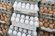 جدیدترین قیمت تخم مرغ در بازار | قیمت هر شانه تخم مرغ ۲۰ عددی چند شد؟