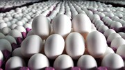 جدیدترین قیمت انواع تخم مرغ را ببینید | ۳۰ عدد تخم مرغ تنظیم بازاری چند؟