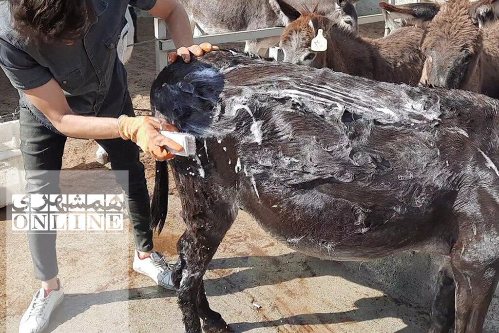 بازدید از «کارواش خر» در حاشیه تهران | شست و شو، قشو، سمگیری و مسواک در ٢٠ دقیقه!