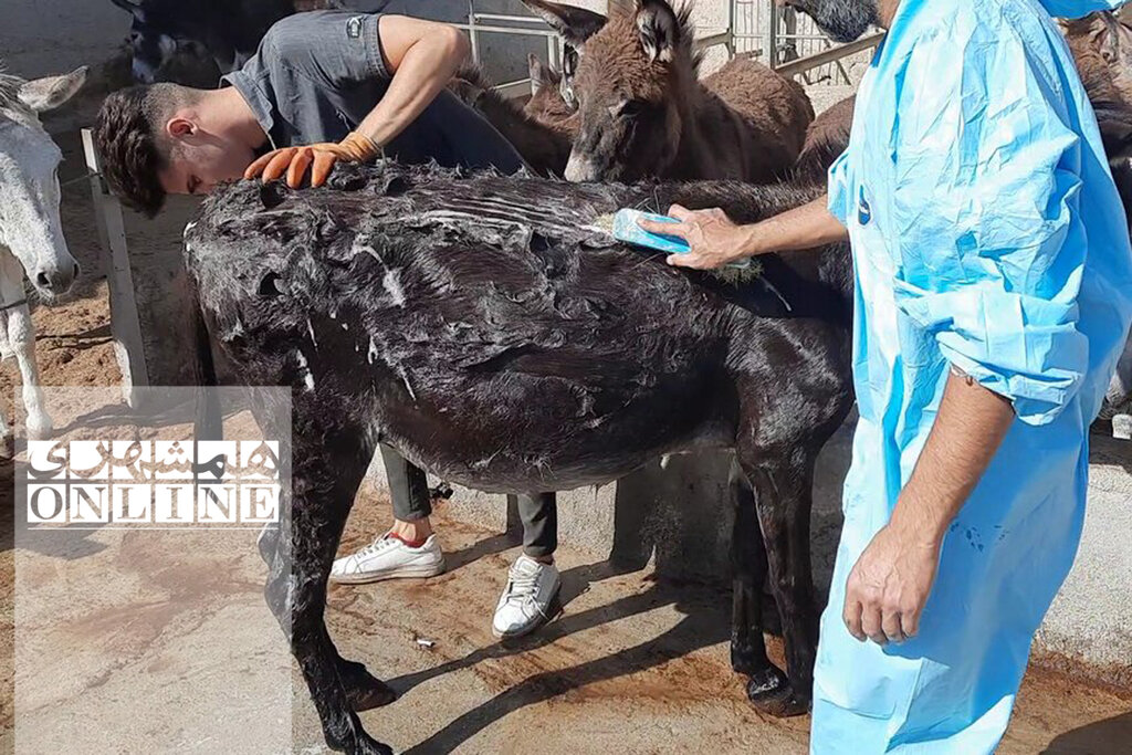 بازدید از «کارواش خر» در حاشیه تهران | شست و شو، قشو، سمگیری و مسواک در ٢٠ دقیقه!