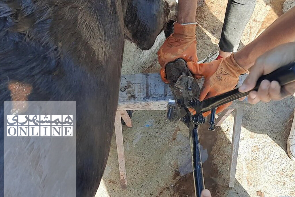 بازدید از «کارواش خر» در حاشیه تهران | شست و شو، قشو، سمگیری و مسواک در ٢٠ دقیقه!