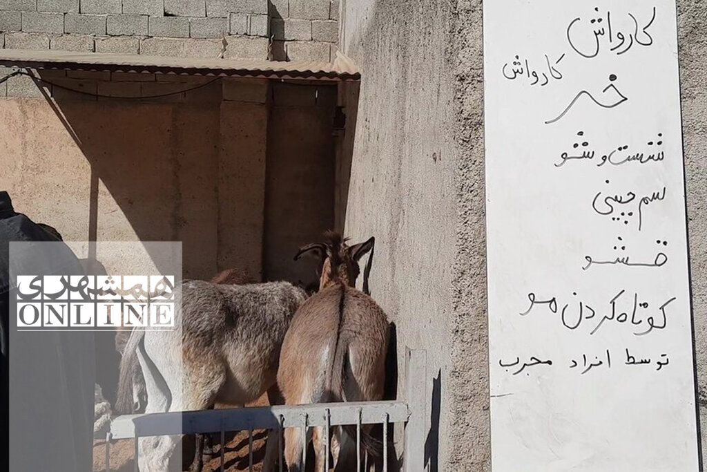 بازدید از «کارواش خر» در حاشیه تهران | شست و شو، قشو، سمگیری و مسواک در ٢٠ دقیقه!