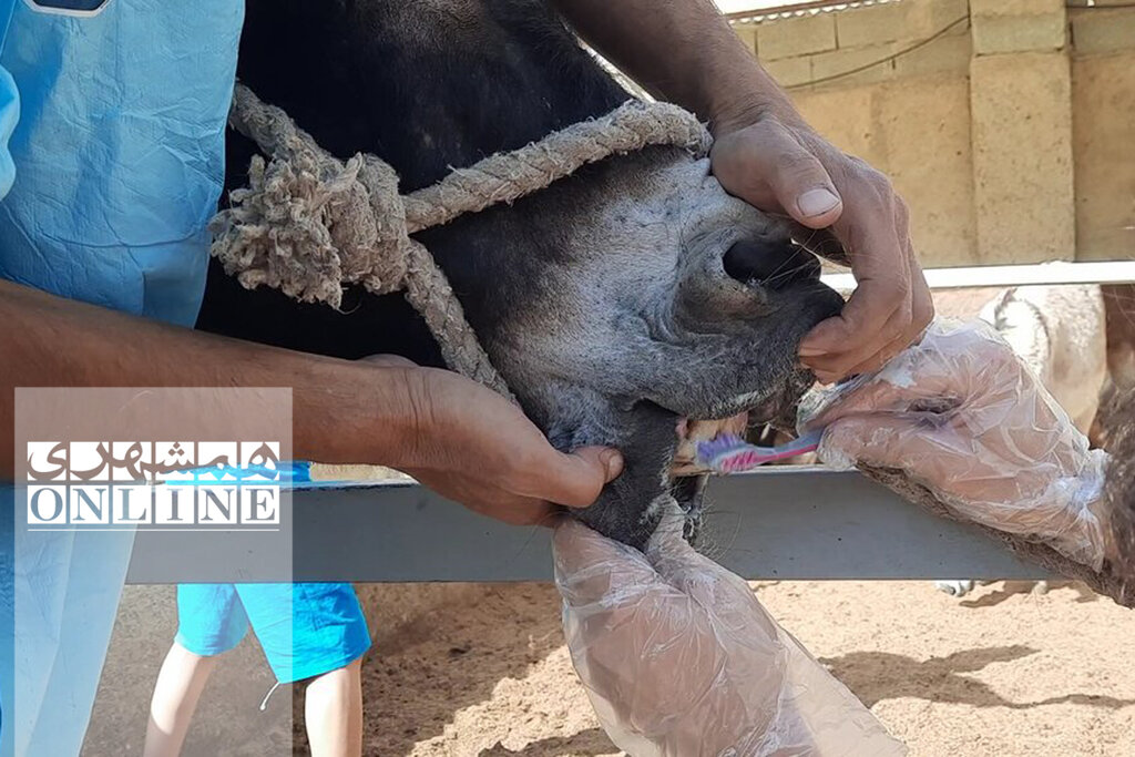 بازدید از «کارواش خر» در حاشیه تهران | شست و شو، قشو، سمگیری و مسواک در ٢٠ دقیقه!