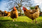 حل معمای مرغ و تخم مرغ در دانشگاه‌های بریتانیا! | وسوسه خوردن برنج مرغ را به زمین کشاند