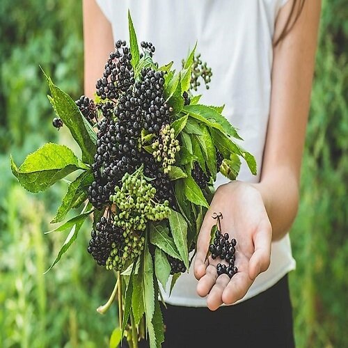 خطرناکترین میوههای جهان را ببینید و بشناسید