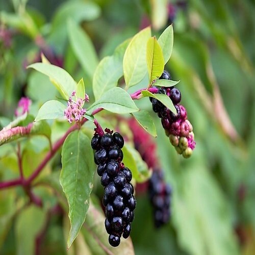 خطرناکترین میوههای جهان را ببینید و بشناسید