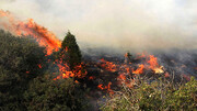 ببینید| آتش‌سوزی در پارک پردیسان | علت حادثه گرمای شدید هوا بود