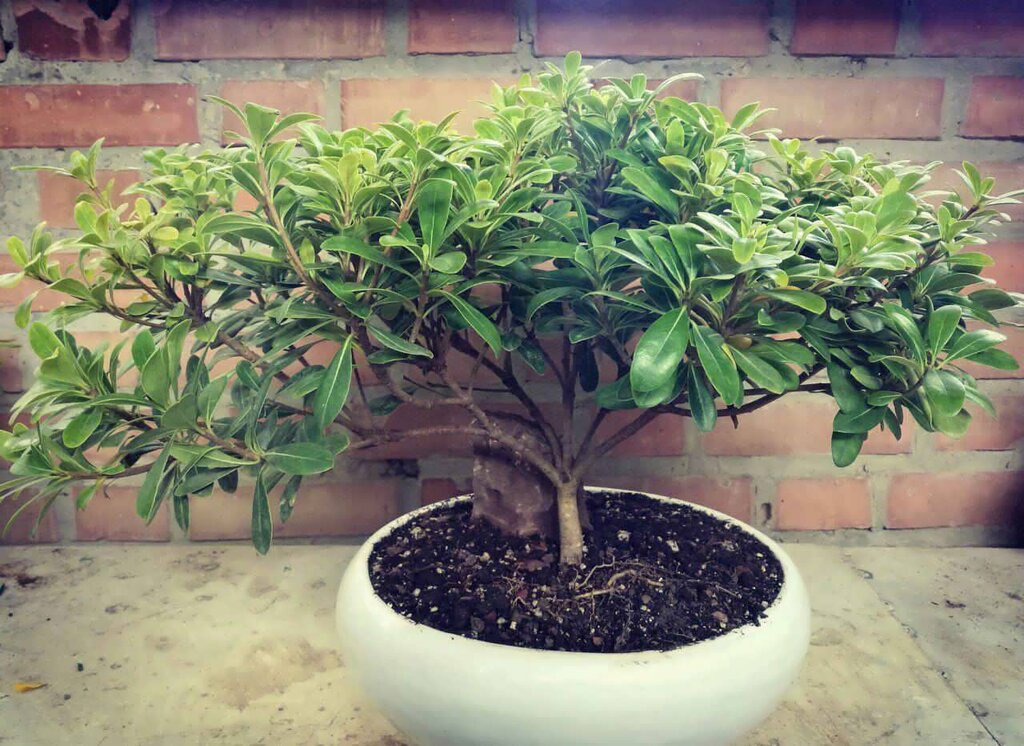 ۱۶ گیاه تصفیه کننده هوا با شرایط نگهداری آسان | راهکاری زیبا و سبز برای رفع آلودگی هوا در خانه