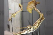 کشف گونه جدیدی از دایناسورها در ژاپن | هیولایی با پنجه‌هایی عجیب + عکس