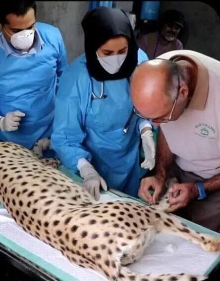 درباره زایمان یوز تجربه قابل اتکایی نداشتیم | دخالت در روند زایمان یوز ایرانی کار درستی بود؟