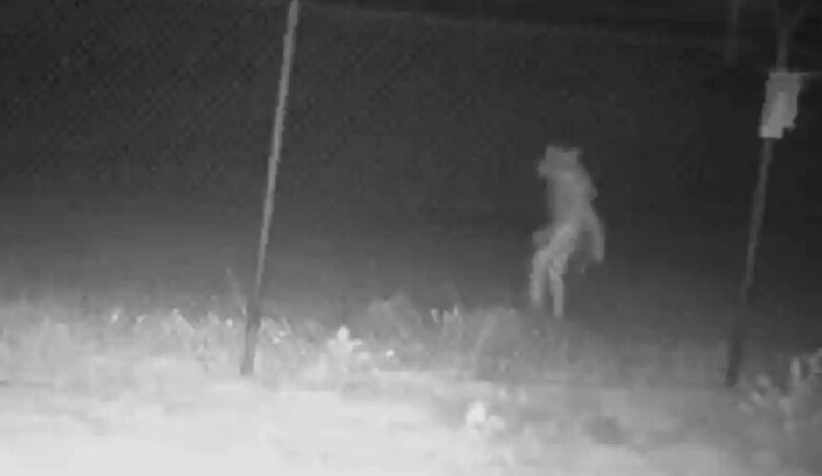 تصویر موجودی مرموز در اطراف یک باغ وحش | آدم فضایی است یا یک شوخی بیمزه؟