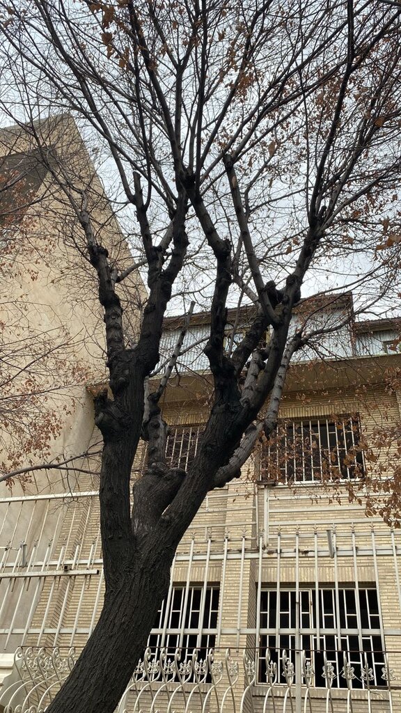 مرگ نارون در خیابان فرجام