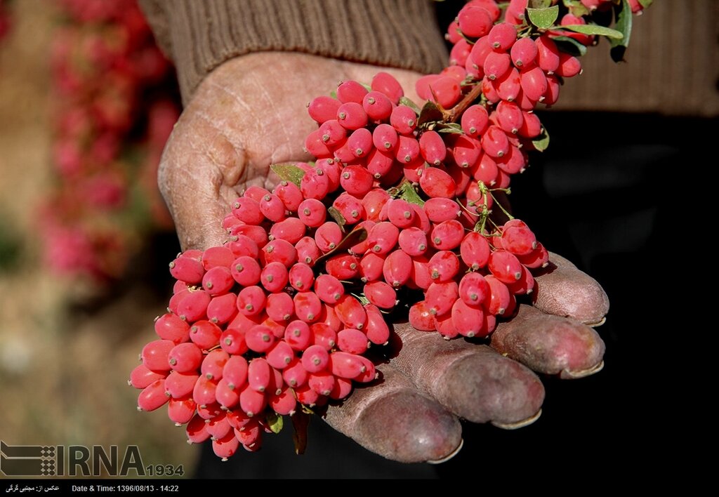 آب زرشک را چه موقع بخوریم ؛ خواص و مضرات آب زرشک