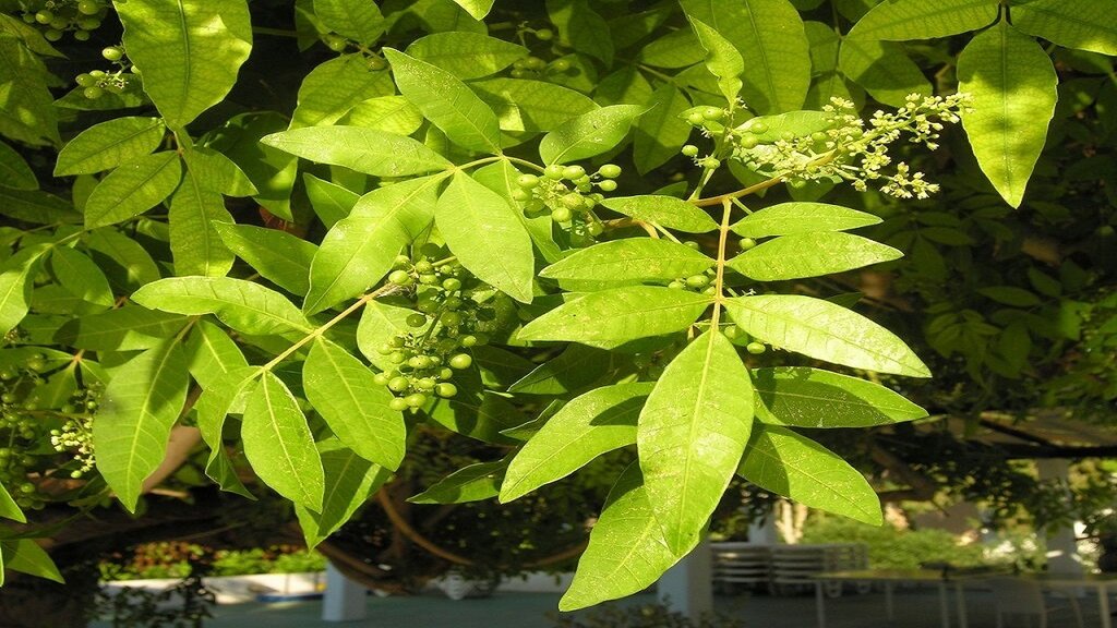 یک توصیه جدی؛ برگ درختان را دور نریزید! | برگ این درخت درمان سرطان است | معجزه برگ درخت زرشک و عناب در درمان بسیاری از بیماریها!