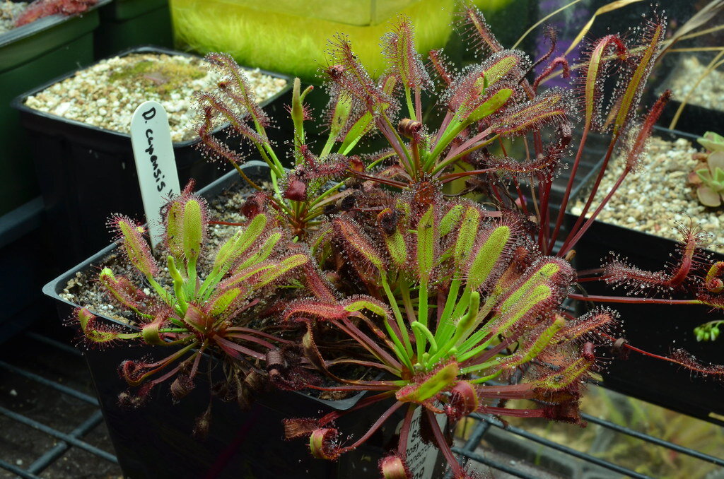 ترند جدید و کمی خشن دکوراسیون ؛ ۳ گیاه گوشتخوار آپارتمانی که از شر پشهها خلاصمان میکنند | نکات مهم نگهداری از این گیاهان