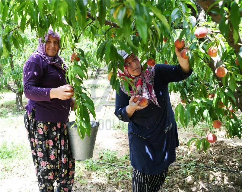 ترشنبه هنوز روستاست | تپه طلا و یخچال باستانی در سرزمین انبههای ترش