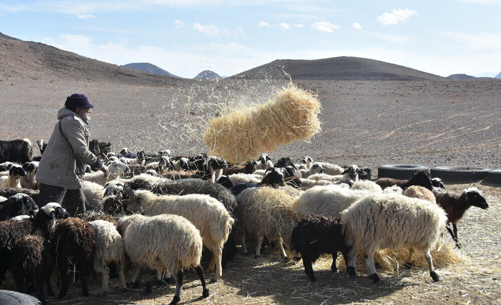تصاویر | نشان درجه یک هنری برای پدر شهیدی که با شنیدن صدای شجریان آواز خواندن را آموخت