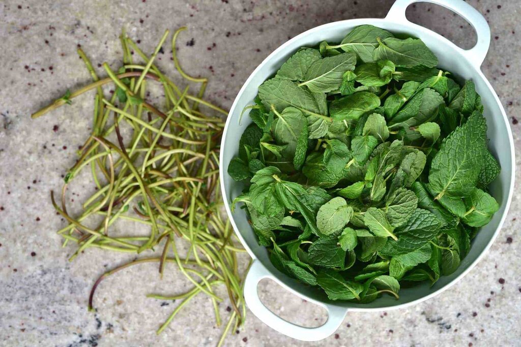 فوتوفنهای خشک کردن نعناع | نعناع خشک را تا چند وقت و به چه روشی نگهداری کنیم؟