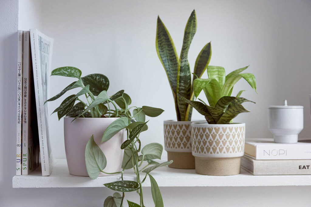 گل و گیاه - گیاه آپارتمانی - Houseplants