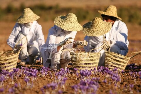 تربت حیدریه مزرعه زعفران