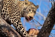 خطر انقراض یک گونه با ارزش حیات وحش در ایران | تاکسیدرمی بلای جان این حیوان