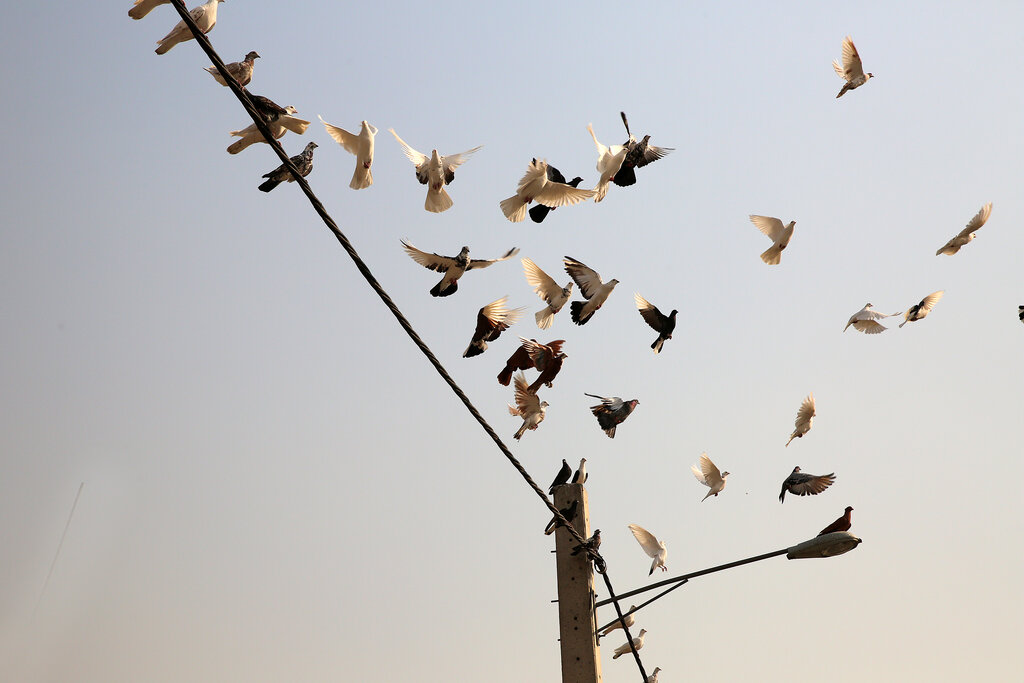 محله کفتربازها کجاست؟ | از کبوتر ۱۴ میلیاردی تا «شازده سوسکی» ۴۰۰ میلیونی