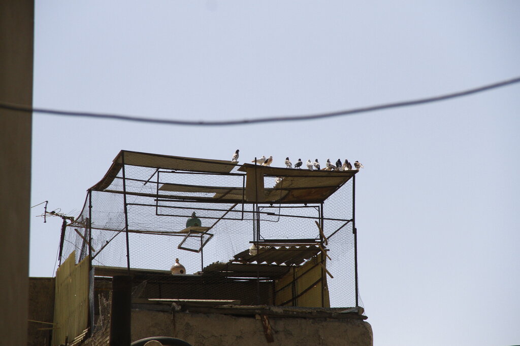 محله کفتربازها کجاست؟ | از کبوتر ۱۴ میلیاردی تا «شازده سوسکی» ۴۰۰ میلیونی