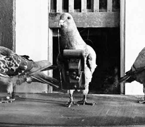 محله کفتربازها کجاست؟ | از کبوتر ۱۴ میلیاردی تا «شازده سوسکی» ۴۰۰ میلیونی