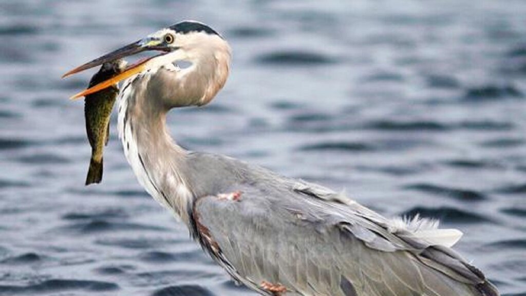 مرغ ماهی‌خوار