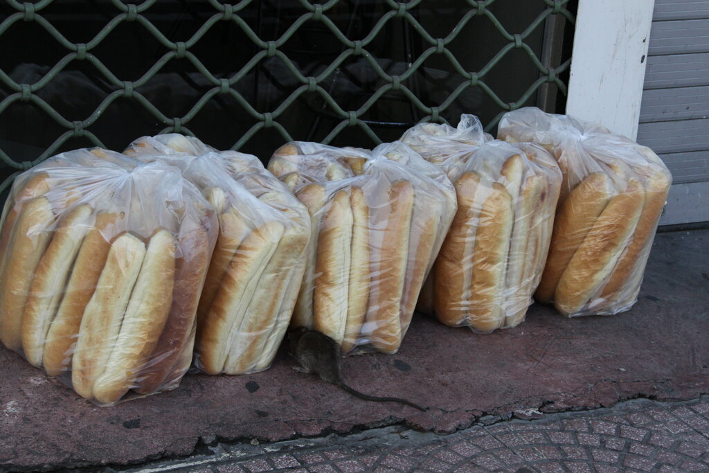 تهران زیرپای موشهای موذی| سازمان مدیریت پسماند: شکایت از موشها ۳۵ درصد کاهش پیدا کرده است| غذا دادن به گربهها،کمک به موشها است؟