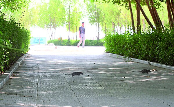 تهران زیرپای موشهای موذی| سازمان مدیریت پسماند: شکایت از موشها ۳۵ درصد کاهش پیدا کرده است| غذا دادن به گربهها،کمک به موشها است؟