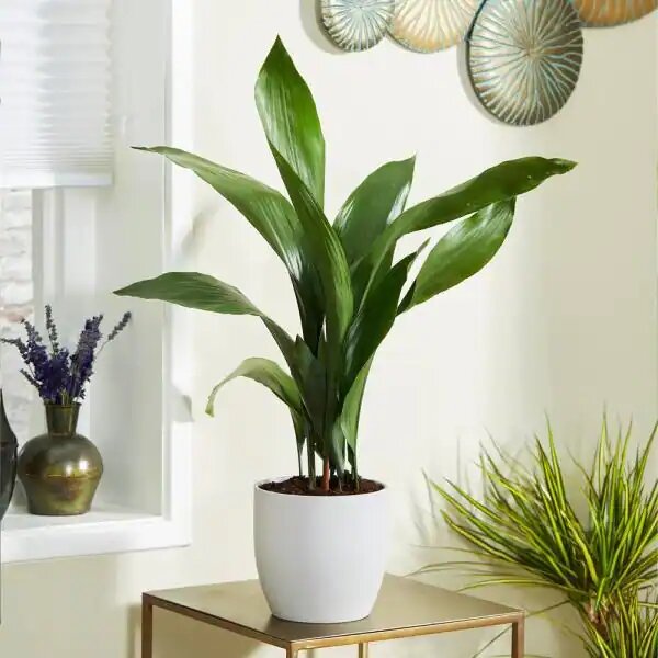۴ گیاه آپارتمانی مناسب برای فضای کم نور | اگر حیوان خانگی دارید از این گیاهان نگهداری نکنید