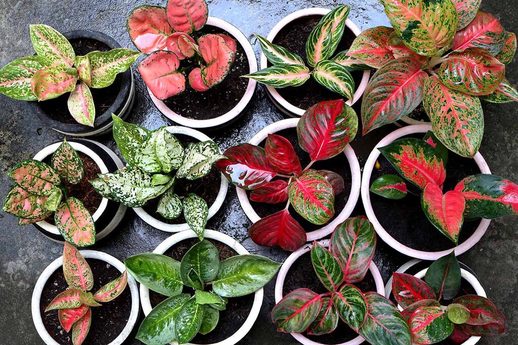 ۴ گیاه آپارتمانی مناسب برای فضای کم نور | اگر حیوان خانگی دارید از این گیاهان نگهداری نکنید