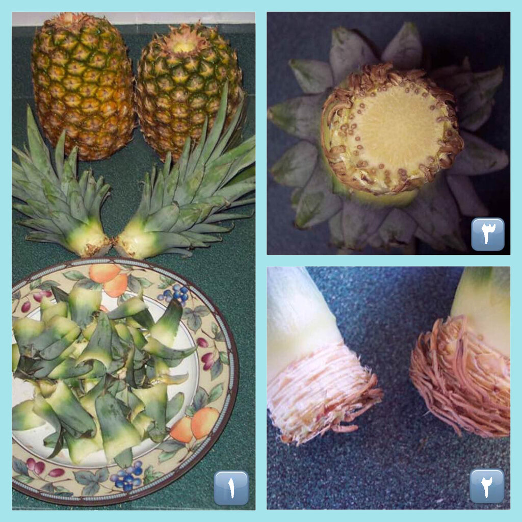 راحت‌ترین روش پرورش آناناس در خانه | با این ترفندها و نکات کلیدی در گلدان آناناس بکارید
