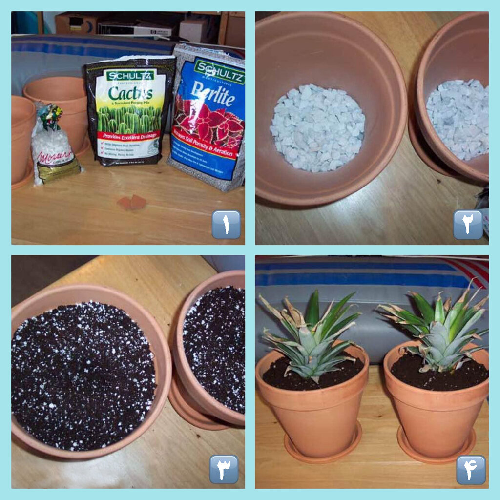 راحتترین روش پرورش آناناس در خانه | با این ترفندها و نکات کلیدی در گلدان آناناس بکارید