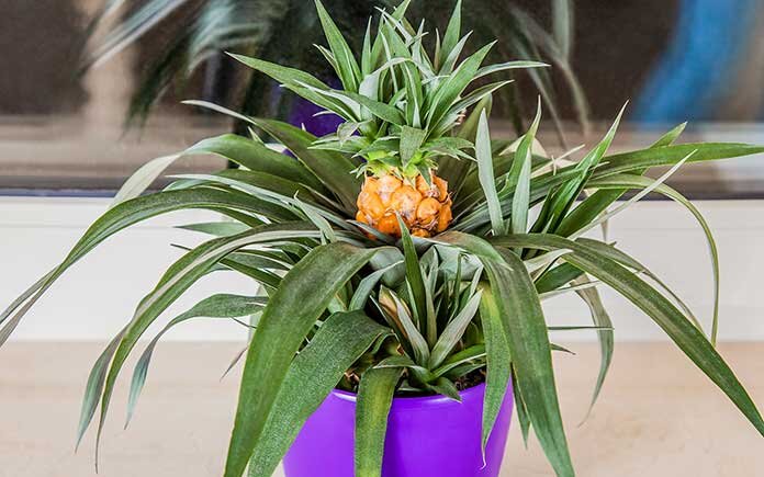 راحت‌ترین روش پرورش آناناس در خانه | با این ترفندها و نکات کلیدی در گلدان آناناس بکارید