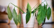 ۸ راهکار برای جلوگیری از گرمازدگی گیاهان | چگونه تنش گرمایی گیاهان را در تابستان کم کنیم؟