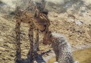 تصاویر | مشاهده ۳ یوزپلنگ ایرانی در پارک ملی توران