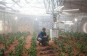 با این روش می‌توان در مریخ کشاورزی کرد | گوجه فرنگی‌های مریخی؛ از رویا تا واقعیت