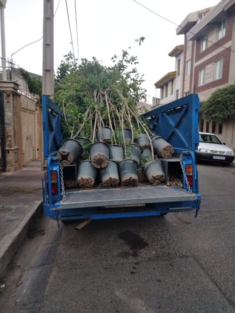 خیراتی متفاوت برای اموات | کاشت درخت در چیتگر به نیت شادی درگذشتگان