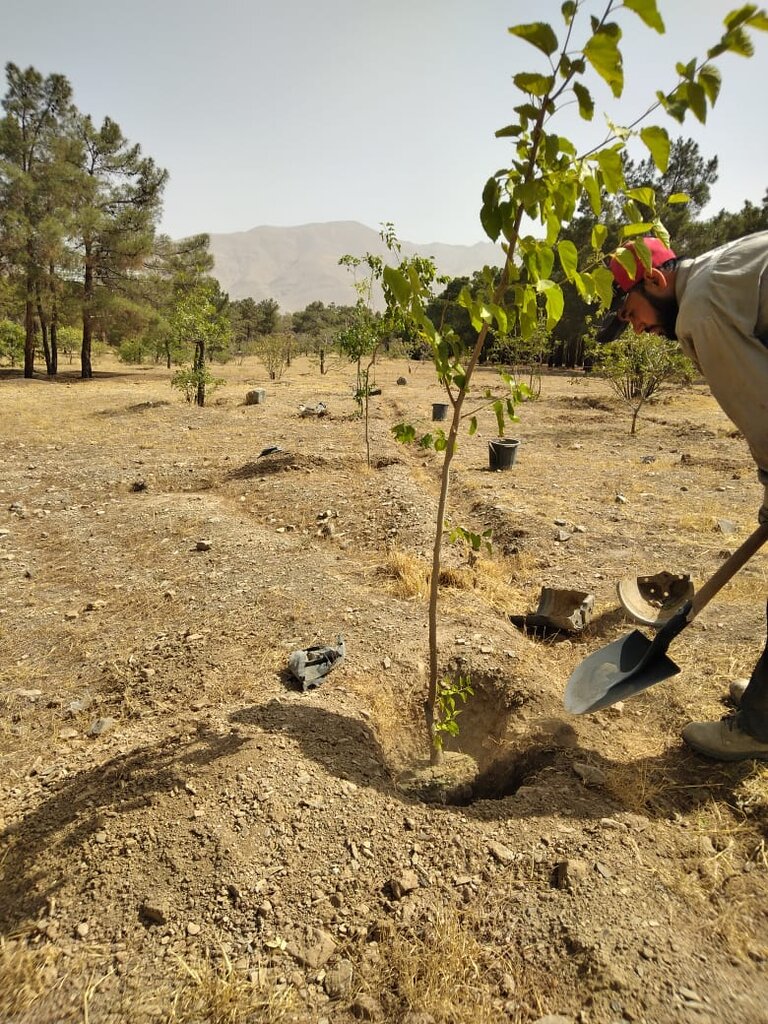 خیراتی متفاوت برای اموات | کاشت درخت در چیتگر به نیت شادی درگذشتگان -  همشهری آنلاین