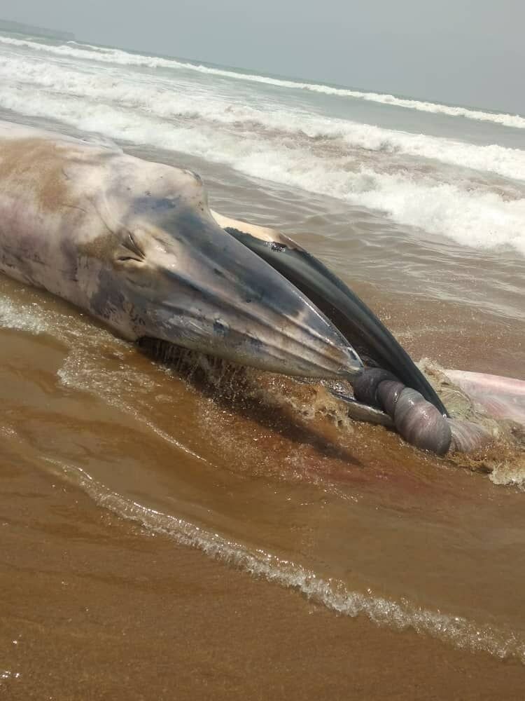 عکس | کشف لاشه یک نهنگ در سواحل چابهار 