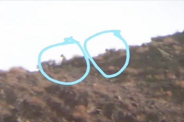 عکس | مشاهده ۳ یوزپلنگ ایرانی در پارک ملی توران