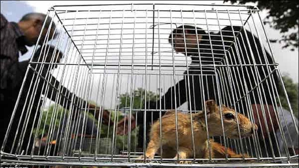 خرید و فروش غیرمجاز حیوانات