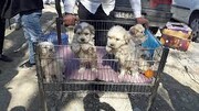 اجرای طرح ضربتی در حاشیه اتوبان آزادگان | پاتوق غیرمجاز خریدوفروش حیوانات‌ خانگی برچیده شد
